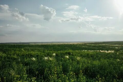 Степной оренбург