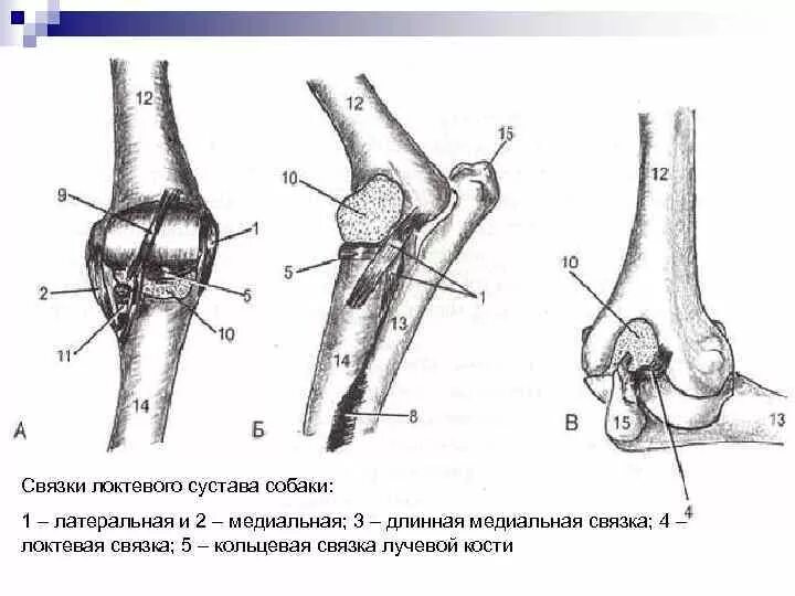 Связки локтя. Локтевой сустав собаки анатомия. Связки локтевого сустава коровы анатомия. Связки локтевого сустава собаки. Связки плечелопаточного сустава собаки.