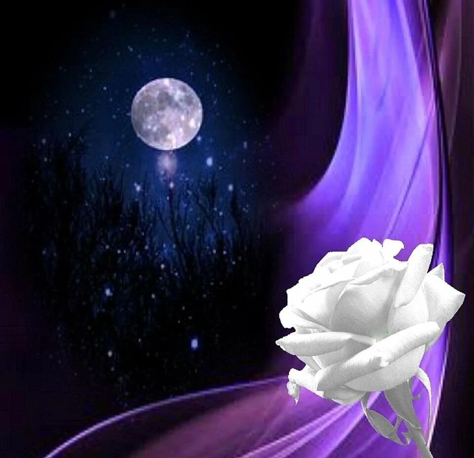 Прекрасная ночь. Доброй ночи красивые необычные. Лунный цветок.. Спокойной ночи цветы. Очаровательной ночи