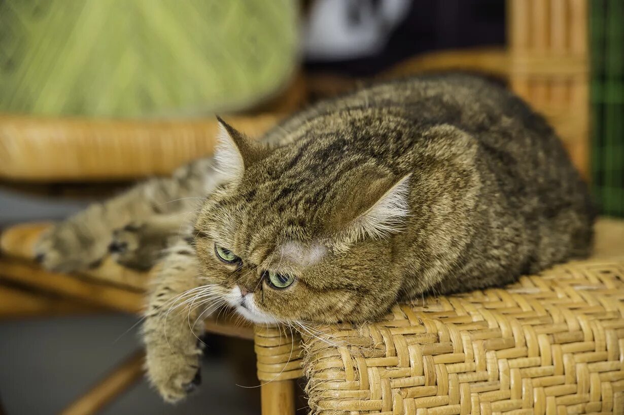Жизнь кошечек. Жизнь кошек. занятый кот. из жизни кошек. потрёпанная кошка.