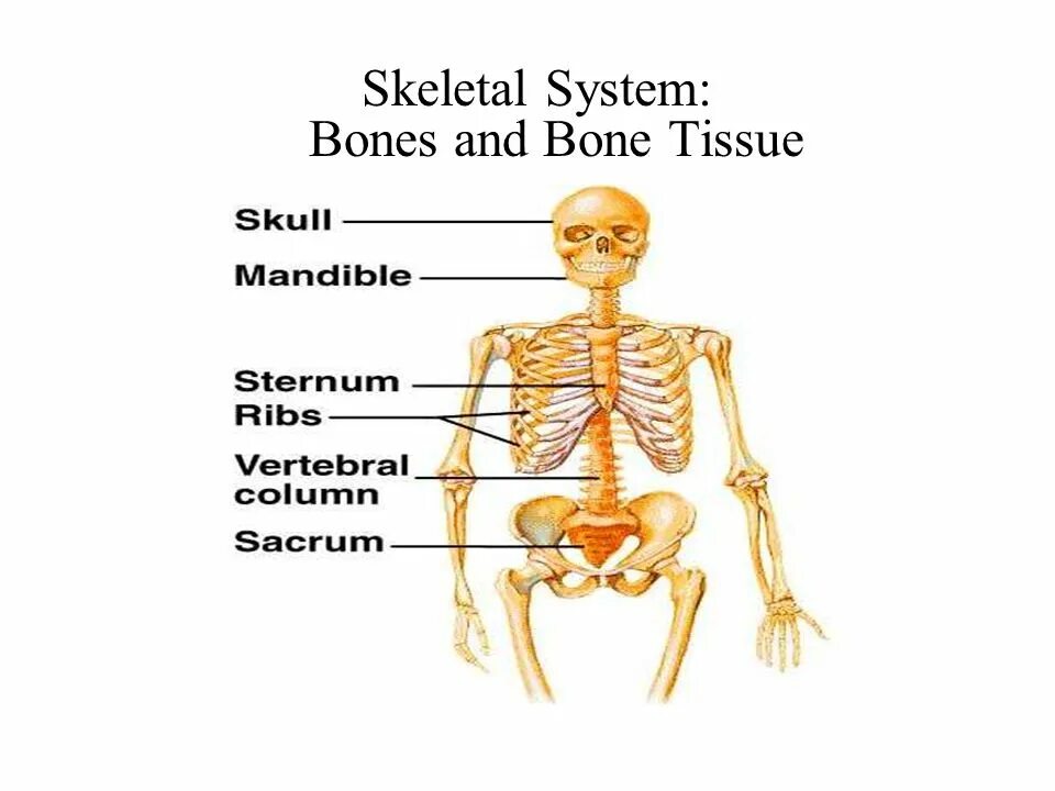 Костная система человека. Functions of the skeletal System. Skeleton System. Костная система человека для вырезания.