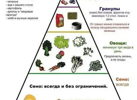 Какие фрукты можно кроликам