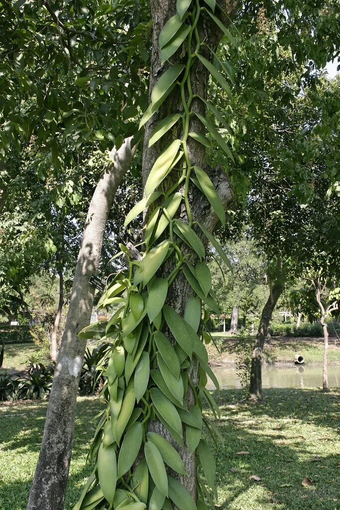 ORCHIDSASIA - COLLECTIBLES WEBSITE Orchids, Grow vanilla beans, Plants