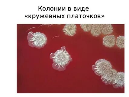 Маленький возбудитель