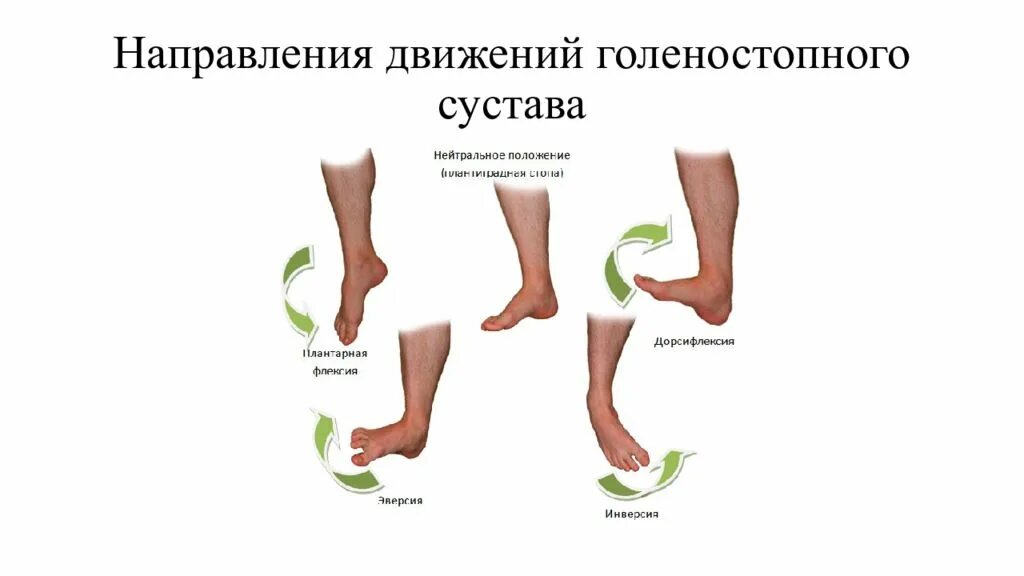 Объем движений в голеностопном суставе. Голеностопный сустав движение в суставе. Движения стопы в голеностопном суставе. Голеностопный сустав оси движения.