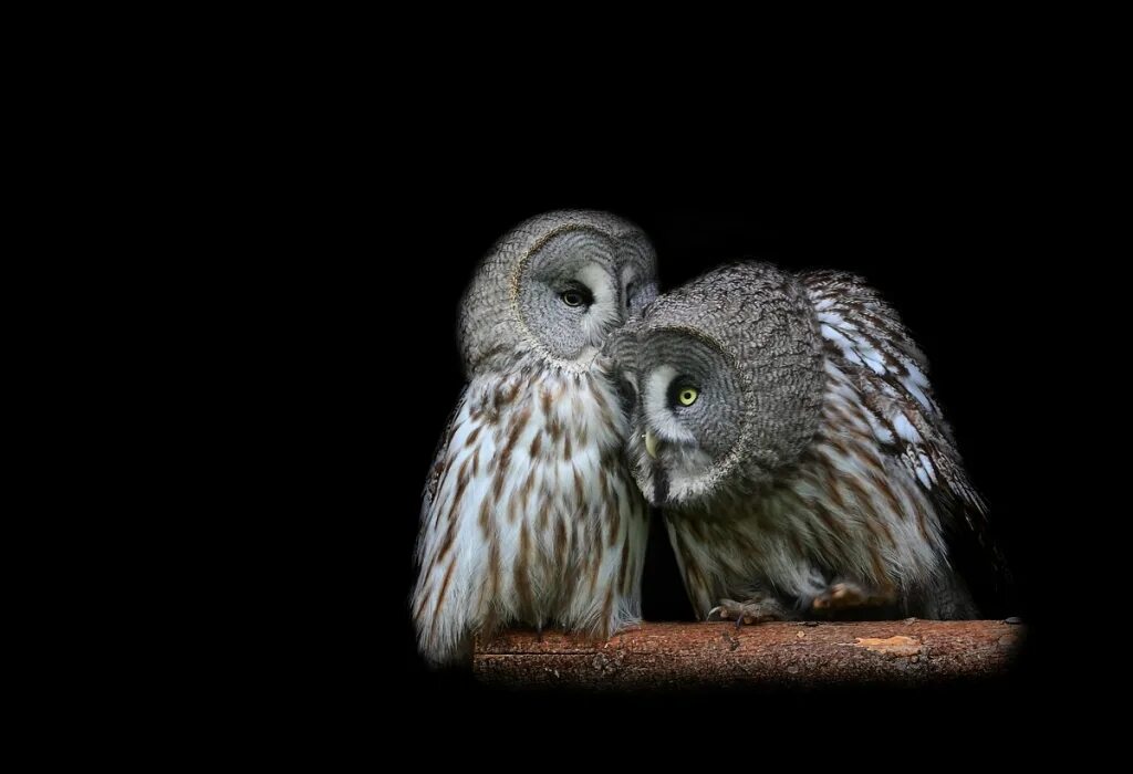 Влюбленные совы. Коты и совы. Я сова. Сытый птенец совы неясыти. Сова мудрости.