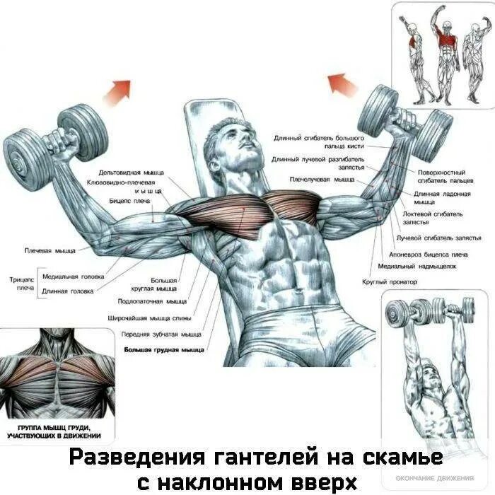 Упражнения в зале для грудных мышц мужчин. Упражнения для грудных мышц для мужчин в тренажерном зале гантели. Упражнения на грудные мышцы с гантелями для мужчин в тренажерном зале. Занятия с гантелями для грудных мышц для мужчин. Тренировка верхних грудных мышц в тренажерном зале.
