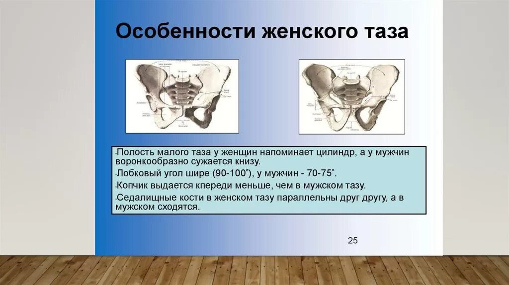Что значит таз. Особенности строения таза женщины. анатомические особенности женского таза. особенности мужского и женского таза. половые особенности таза.