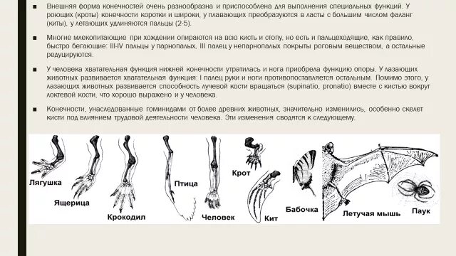 Передние конечности крота и ласты кита. Схема строения парных конечностей наземных позвоночных. Эволюция передних конечностей наземных позвоночных. Эволюция конечностей у млекопитающих кратко. Строение задних конечностей млекопитающих.