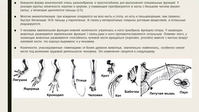 Схема строения парных конечностей наземных позвоночных. Эволюция передних конечностей наземных позвоночных. Эволюция конечностей у млекопитающих кратко. Строение задних конечностей млекопитающих. Ласты кита и роющие конечности крота