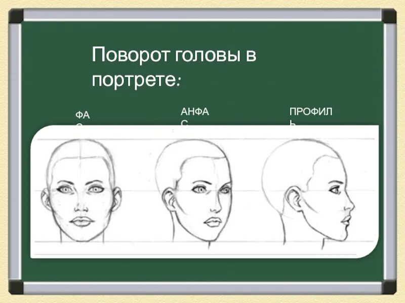 Положение затылка. Анфас и профиль. ФАС профиль. Портрет профиль и анфас. Повороты головы в портрете.