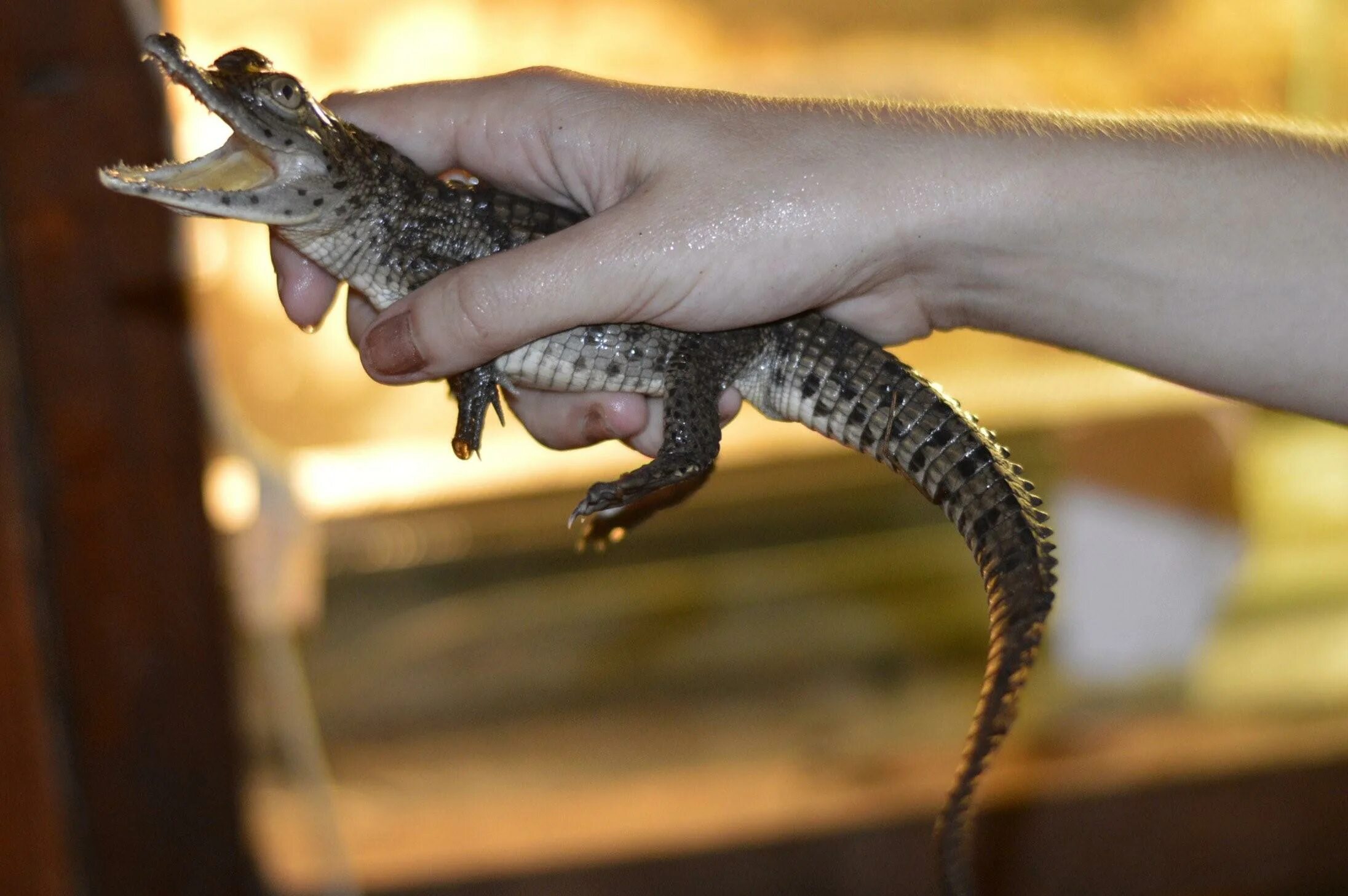 Покажи маленького крокодила. Нильский крокодил маленький. Карликовый кайман. Нильский крокодил домашний. Нильский крокодил маленький.