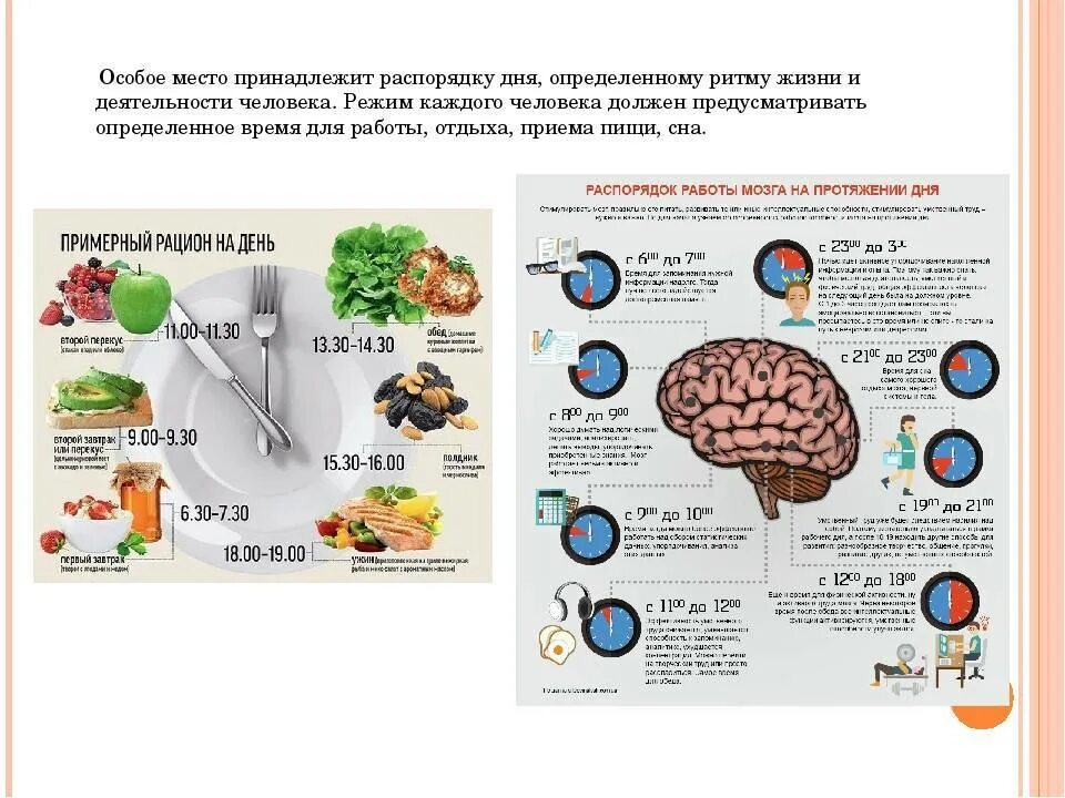 Периоды активности мозга. Распорядок дня мозга. Активность мозговой деятельности. Работоспособность мозга по часам.