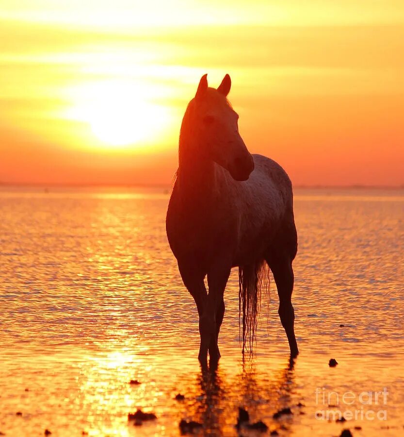 Конь на закате. Лошади на закате. Лошади на рассвете. Лошадь на Восходе.