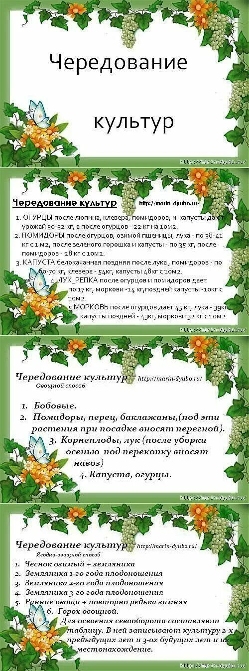 Лук после огурцов