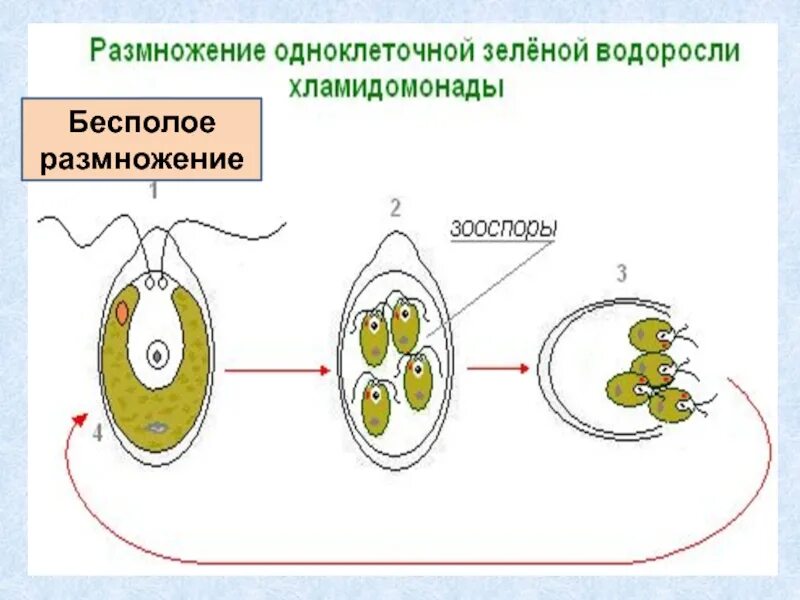 Как происходит половое бесполое размножение. Полиэмбриония бесполое размножение. способы бесполого размножения. бесполым путем размножаются. бесполое размножение деление.