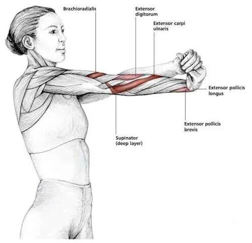 Растяжка мышц рук и плечевого пояса. Растяжение плечевой мышцы. Растяжка плечевых мышц. Упражнения для растяжки мышц рук и плечевого пояса. Внутренняя поверхность плеча