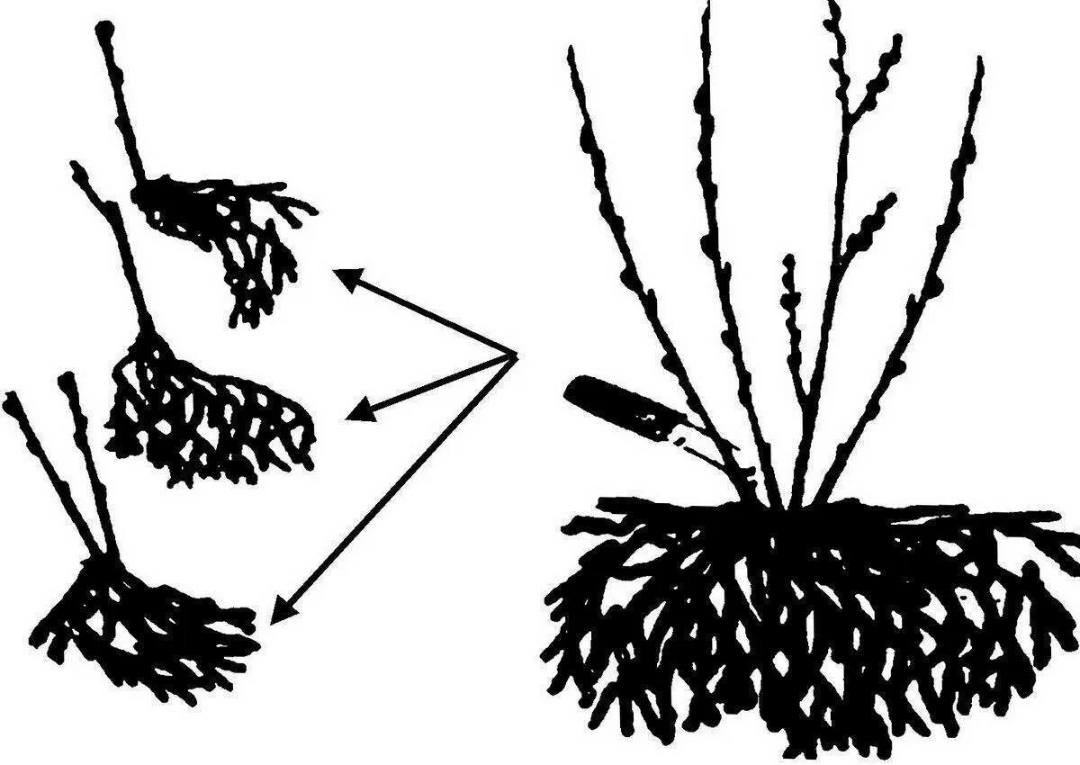 Можно ли делить кусты. Вегетативное размножение делением куста. Размножение чубушника делением куста. Размножение гортензии древовидной делением куста. Размножение жимолости делением куста.