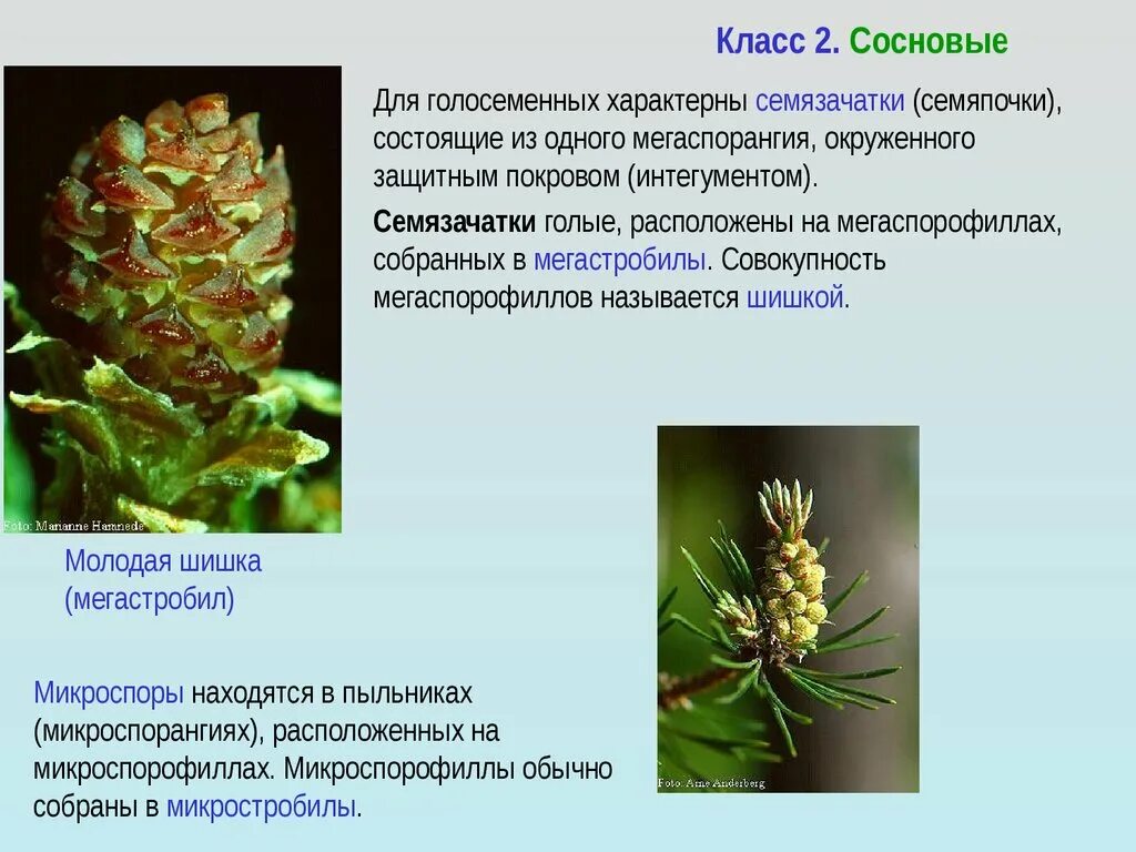 Мегаспорофилл голосеменных. Семязачаток голосеменных сосны. Шишки голосеменных растений. Микроспорангий голосеменных.