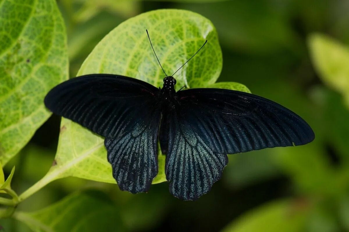 Черные бабочки