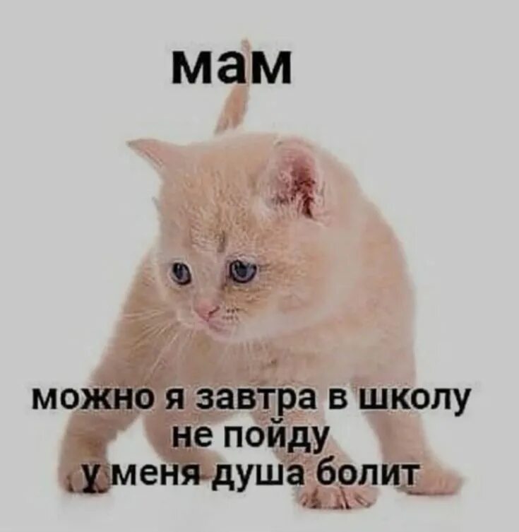 Мама говорит что я больная. Мама можно я не пойду в школу. Мам можно я завтра в школу не пойду у меня душа болит. Заболеть летом. Мемы анекдоты.