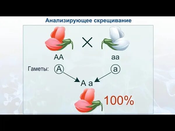 Анализирующее скрещивание. Анализирующее скрещивание пример. Анализирующее скрещивание это в биологии 10 класс. Анализирующее скрещивание это скрещивание. Скрещивание в palworld