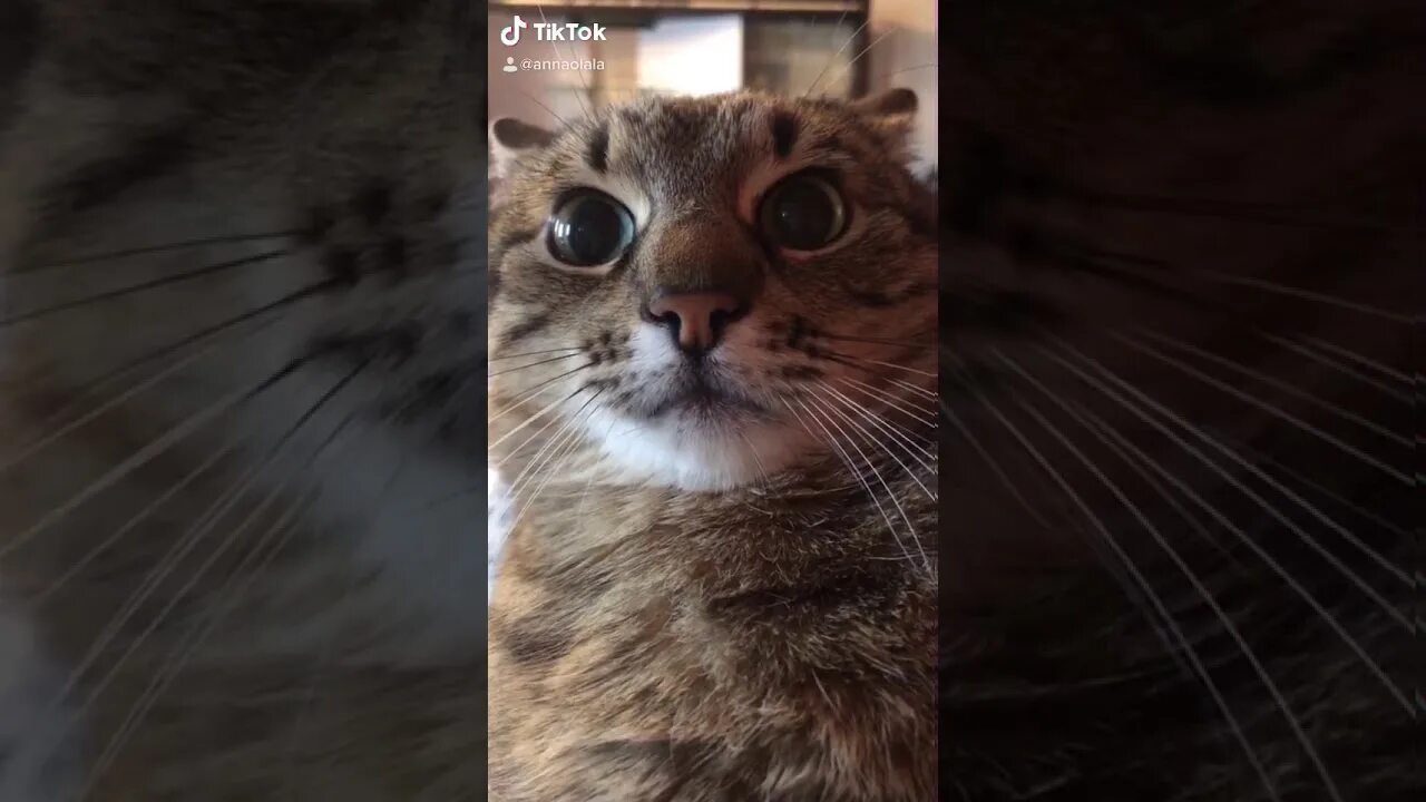 Песня ты похож на кота степ. Песня ты похож на кота степ. Песня ты похож на кота степ. Кот стёпа. Shadowraze кот гуль.