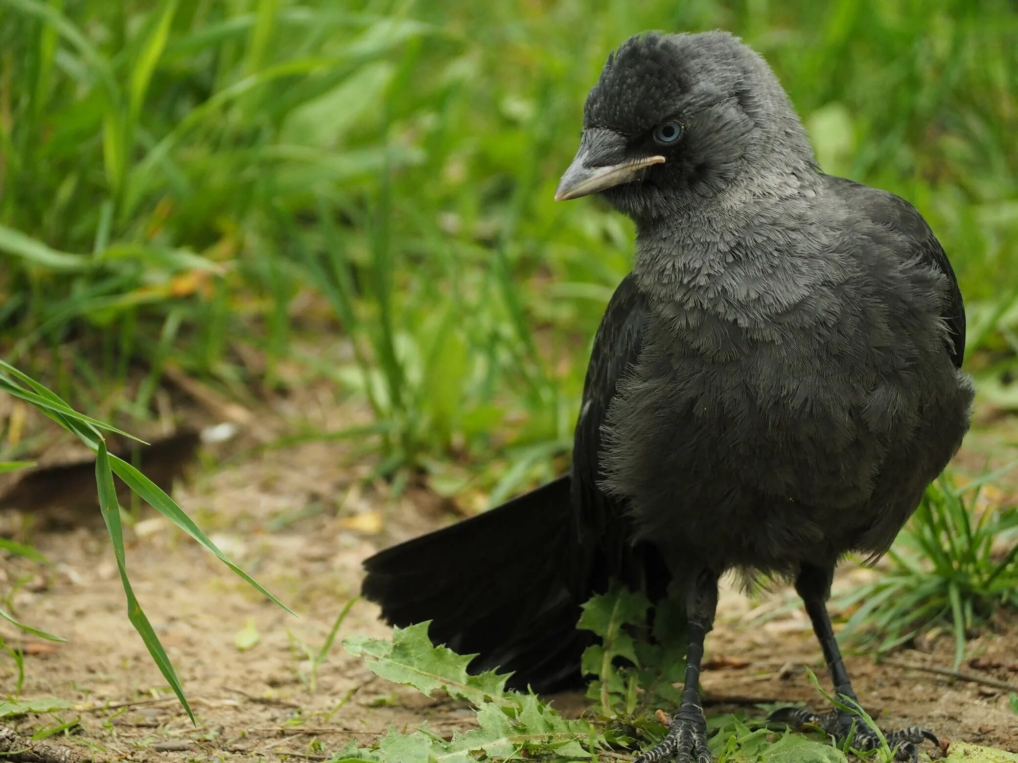Галчонок слеток. Бережет снежок на жердочке галчонок. Бережет снежок на жердочке галчонок с мечом. White shadows галчонок. Бережет снежок на жердочке галчонок с мечом.