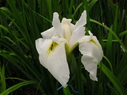 Shoby flowers
