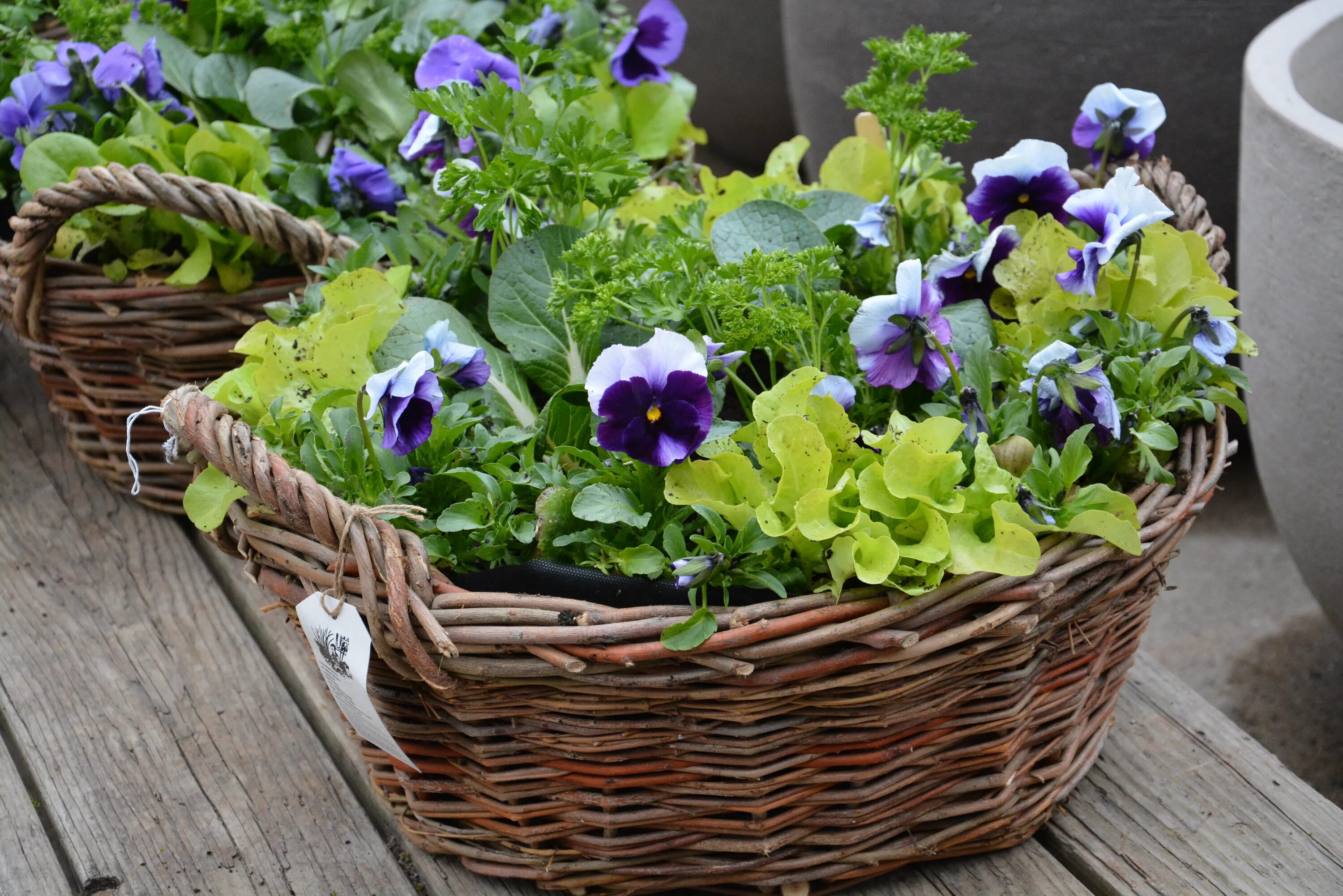 виола анютины глазки. кашпо глазки. анютины глазки виола в горшке. анютины глазки. купить горшок для цветов в спб 2л 14см роза.