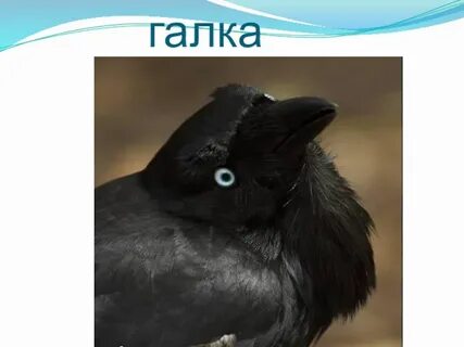 Нечего галка
