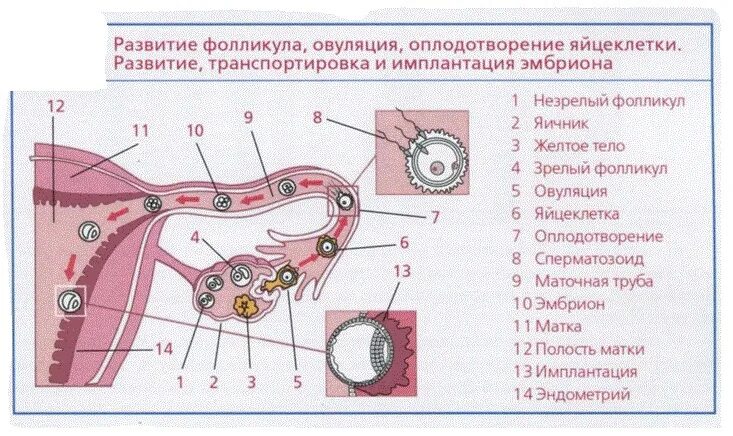 Циклы фолликулов