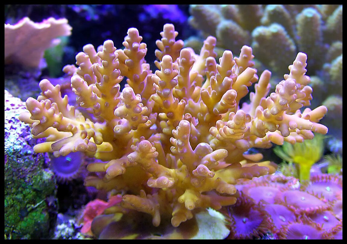 Коралловые полипы хищники. Коралловые полипы фильтраторы. Способ питания коралловых полипов. Представитель коралловых полипов актиния. Морская анемона актиния.