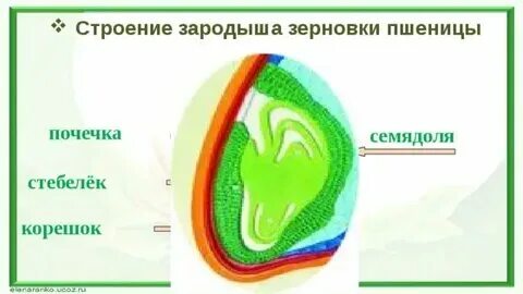 Зародыш семени это ответ