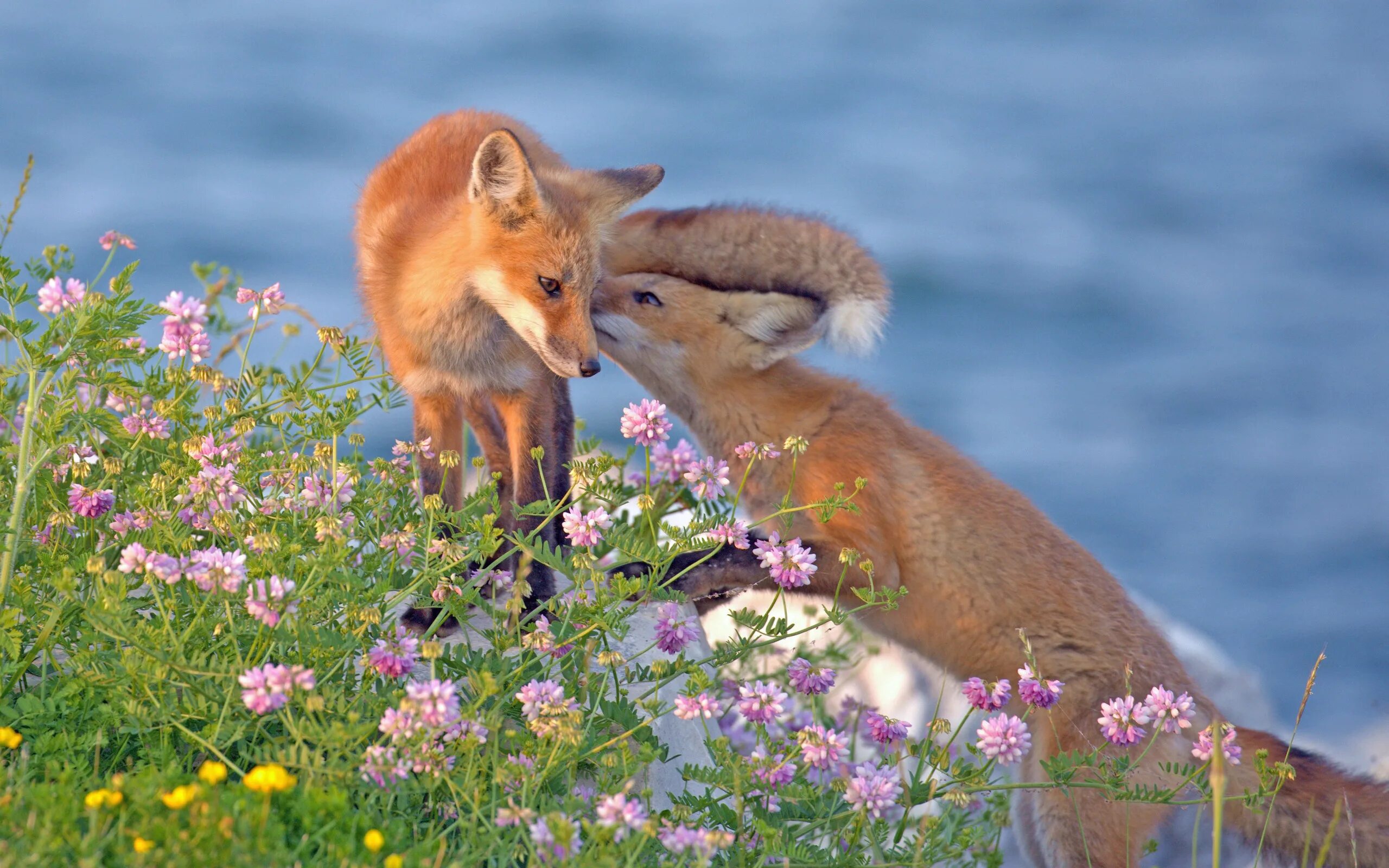 Flower foxes. Лисенок в цветах. Лиса в цветах. Красивая лиса. Картинки на рабочий стол лисы.