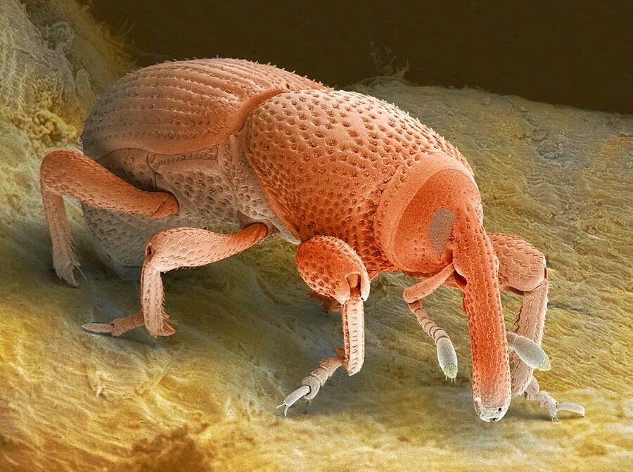 личинка коловратки. морская полихета nereis sandersi под электронным микроскопом. под микроскопом. Nikon small world photomicrography. микробы и бактерии под микроскопом.