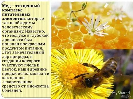 Пчелы носили