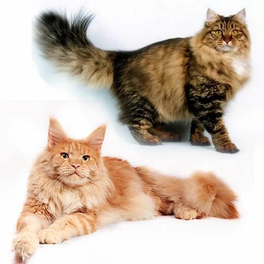 Мейн кун как отличить. Мейн кун и Сибирская кошка. Сибирский Мейн кун. Сибирские кошки и мэйнкун. Мейн кун Сибиряк.