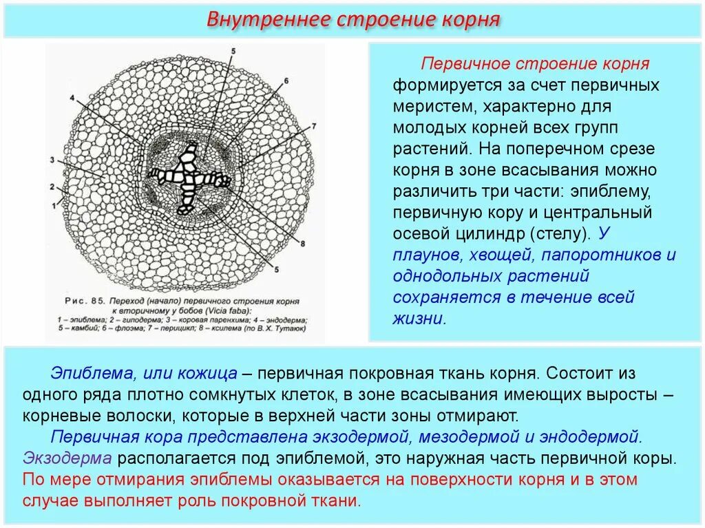 Срезы егэ. Первичное строение корня однодольного растения. Строение корня первичного строения. Поперечный срез корня растения перицикл.