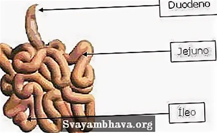 Тонкая кишка биология. Тонкий кишечник биология. Ингичка ичак қисми.