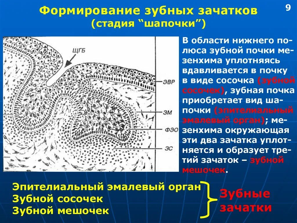 Стадии развития зуба. Образование зубного зачатка гистология. Стадия дифференцировки зубного зачатка гистология. Развитие зуба эмалевый орган гистология. Формирование зубных зачатков стадия шапочки.