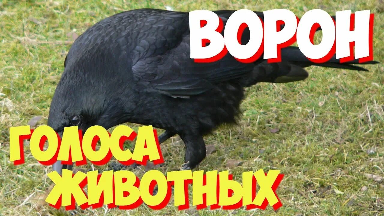 Голос зверей и птиц. Ворона голос. Голоса птиц ворон. Голос вороны. Ворон звук.