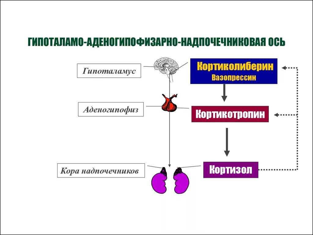 Схема регуляции секреции гормонов надпочечников. Схема работы системы гипоталамус гипофиз надпочечники. Гипоталамо гипофизарная система надпочечников.