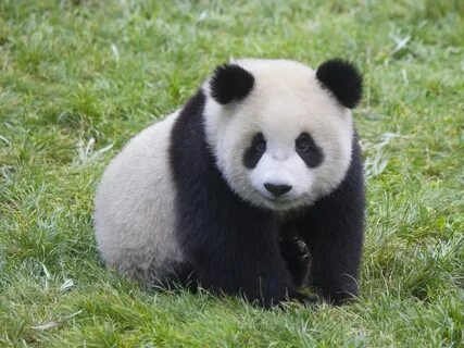 Panda life