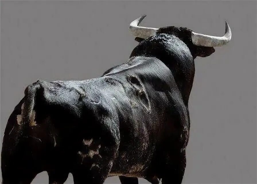Styling bull. Styling bull