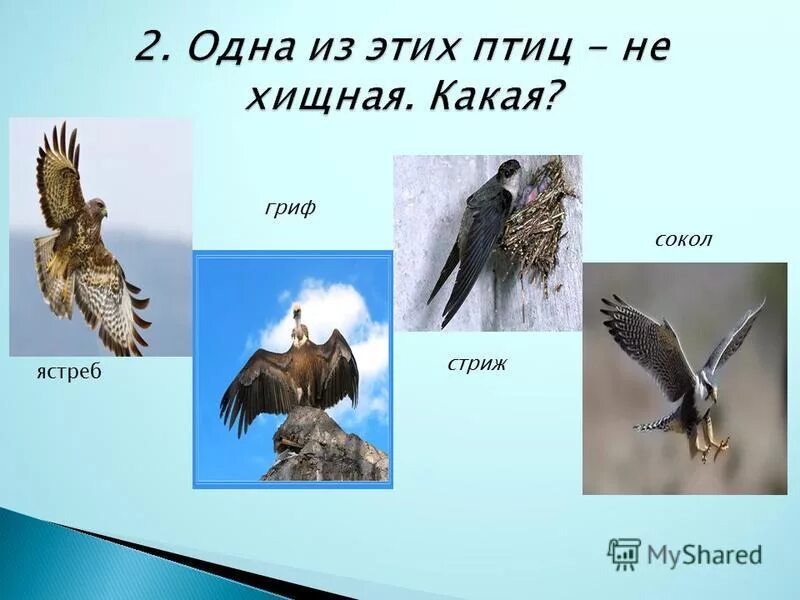 чёрный стриж в полёте. сокол стрижи. ястреб тетеревятник в полете. сокол сапсан охотится. иглохвостый стриж.