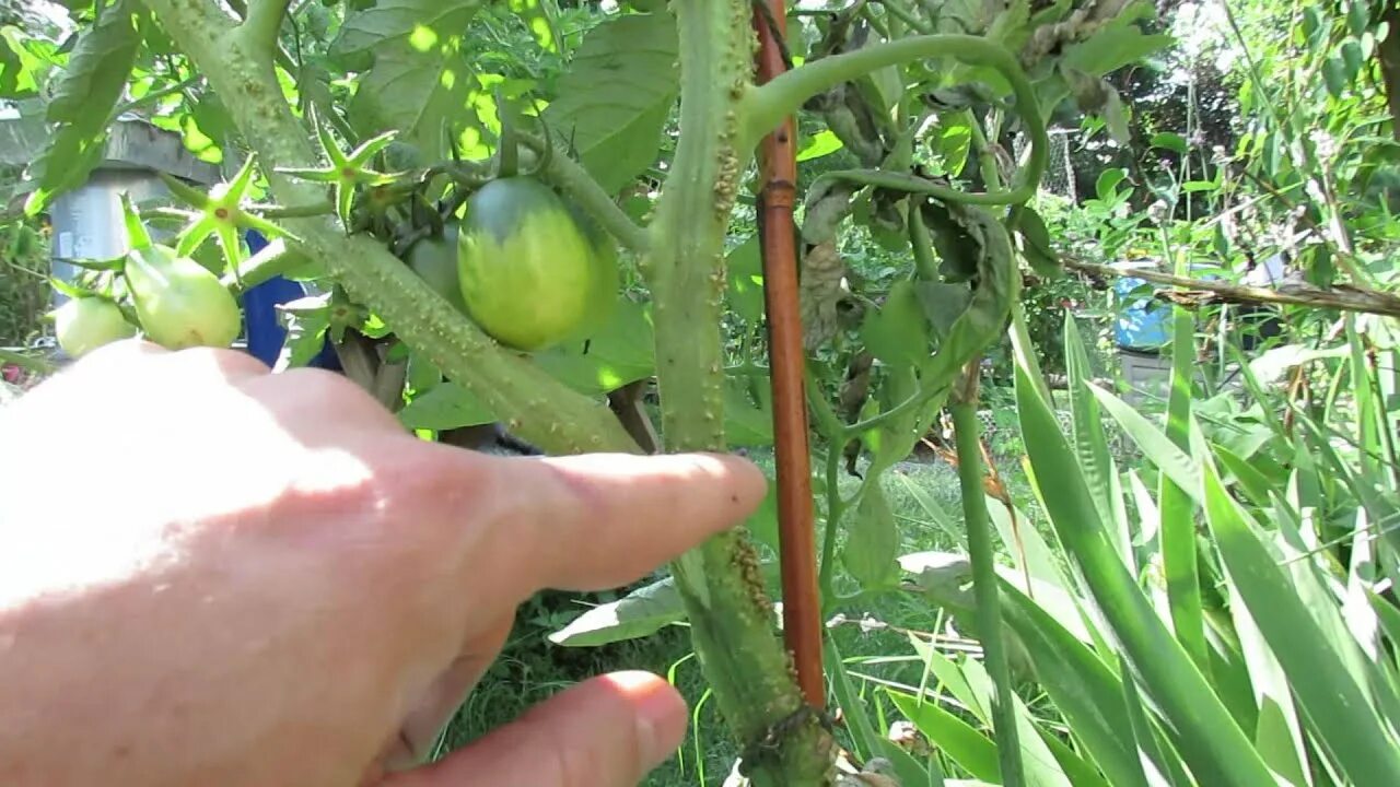 Бугорки на стеблях томатов. Наросты на стебле томатов. Стебель томата. Воздушные корни томатов томатов.