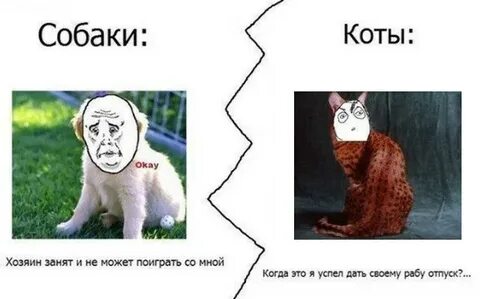 Собака без мата