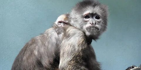 Доказывающая обезьяна