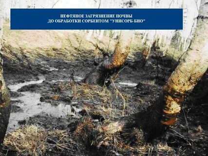Ленинградские почвы